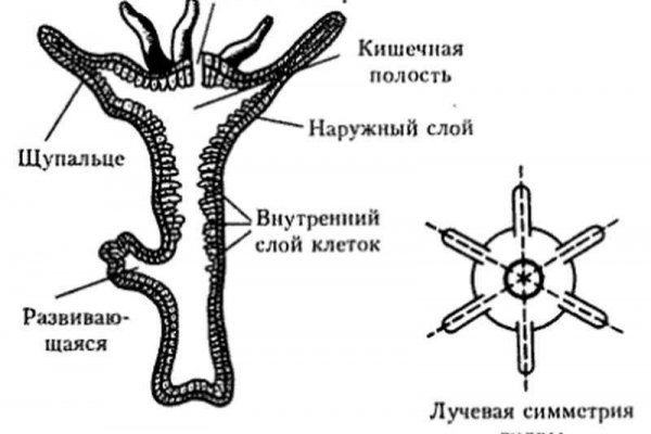 Как подключиться к даркнету