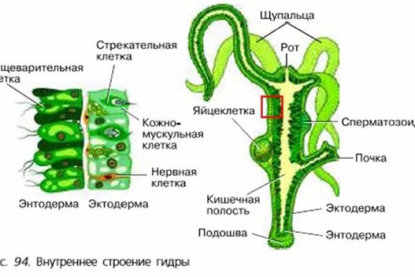 Кракен тор браузер