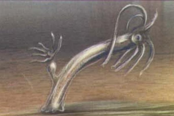 Kraken 17at
